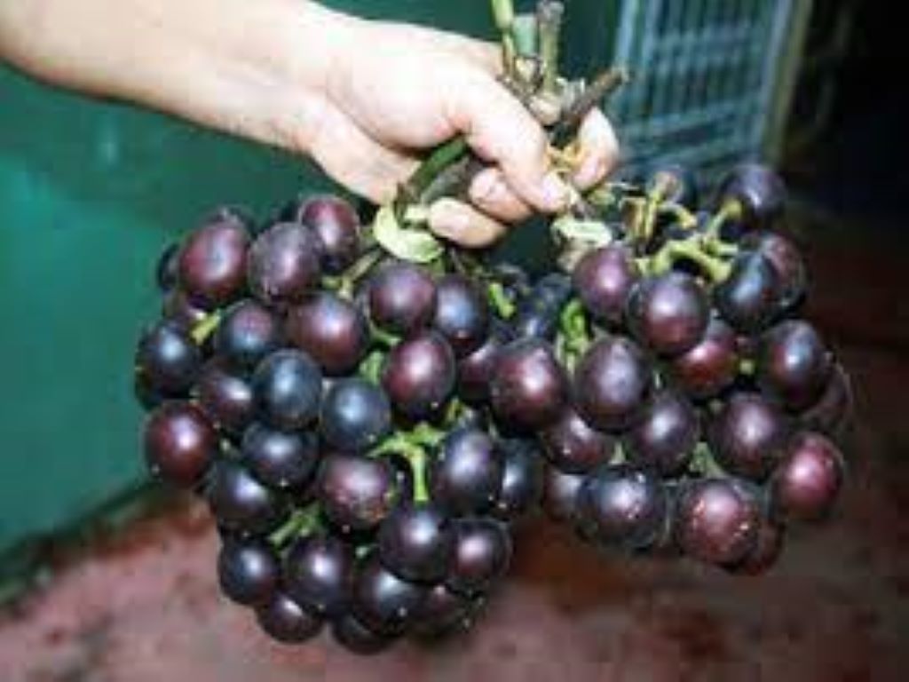 One of these species is the Amazon tree grape (Pourouma cecropiifolia, Urticaceae), cultivated principally in Western Amazonia.