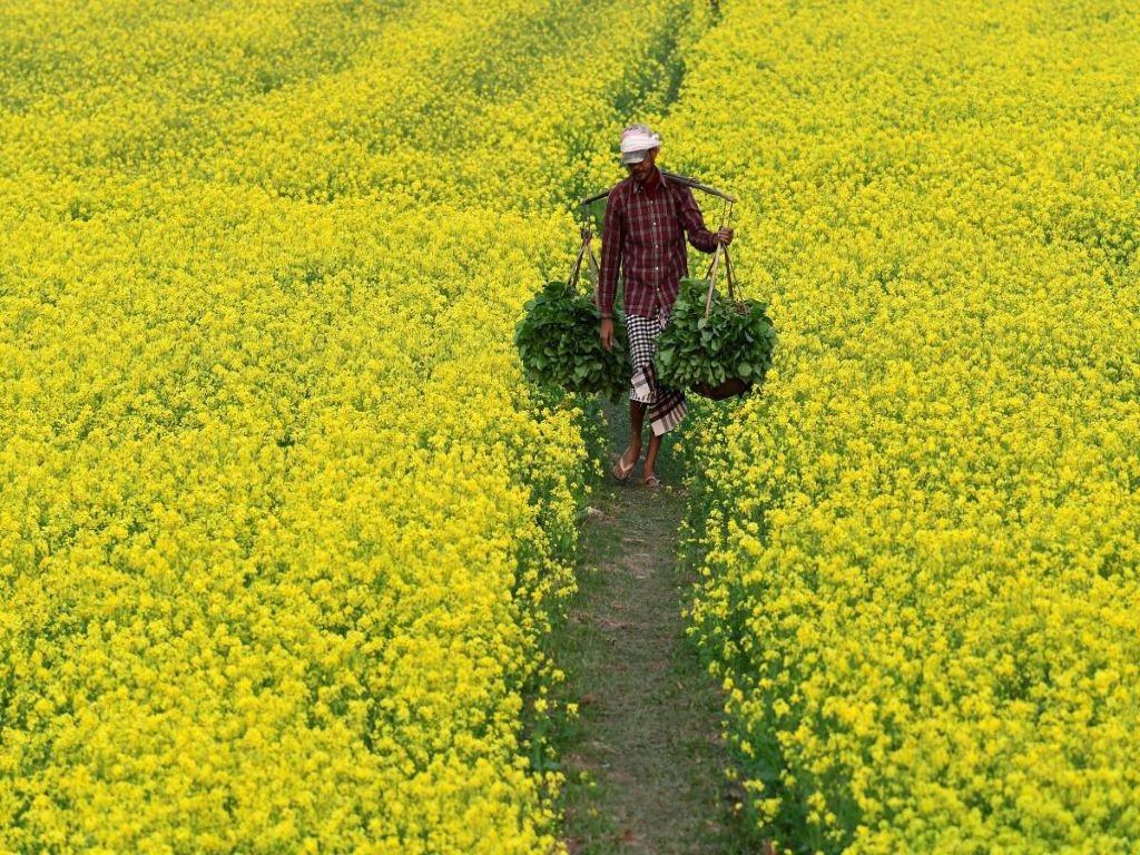 GM Mustard has approved for environmental release the Genetic Engineering Appraisal Committee under the Union Environment Ministry.