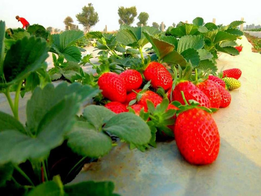Strawberry cultivation in Thoduppuzha Grama Panchayath