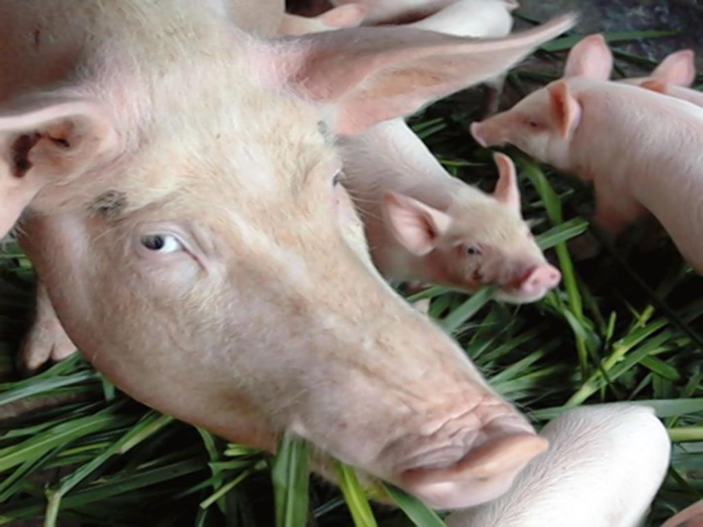 African swine fever is a deadly and highly contagious viral swine disease that can affect both domestic and wild pigs.