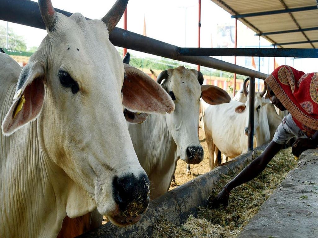 Milma will provide financial assistance to the cow's who doesn't have any insurance.