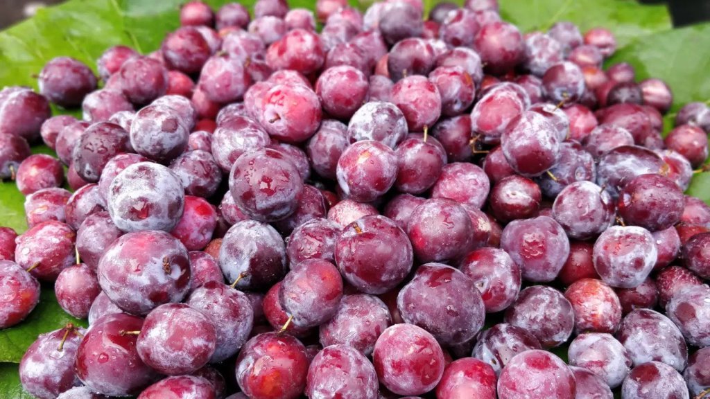 Amazing health benefits of Indian sharbet berry