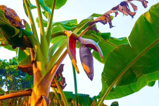 Health benefits of superfood banana flower