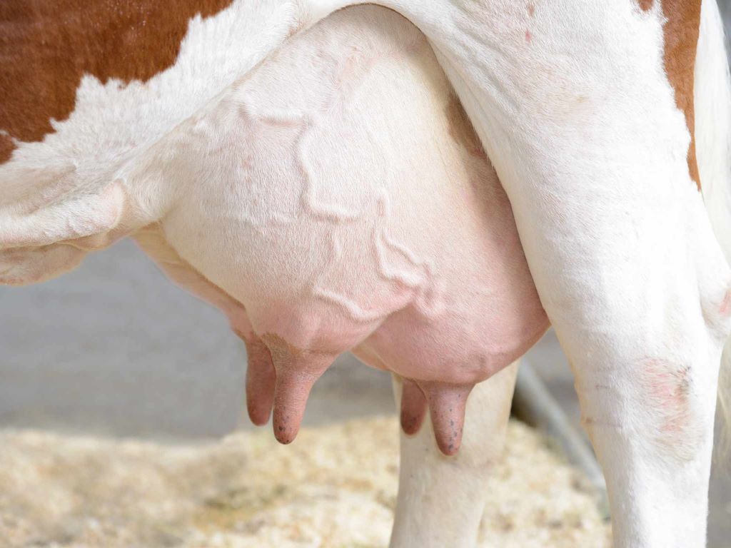 effectiveness of topical curcumin for treatment of mastitis in cow