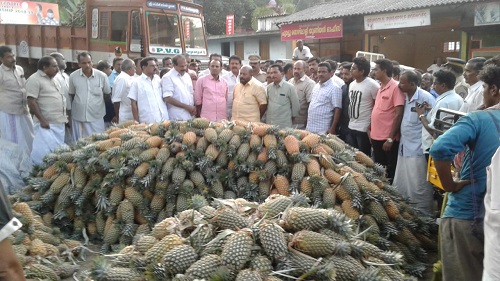 pineapple farmers