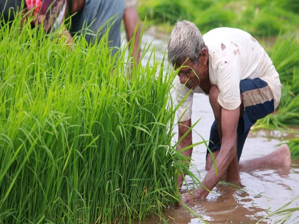 Maharashtra to provide compensation to farmers for crop loss caused by October rains.