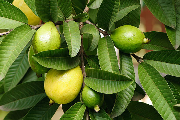 Use guava leaves to hair loss completely...
