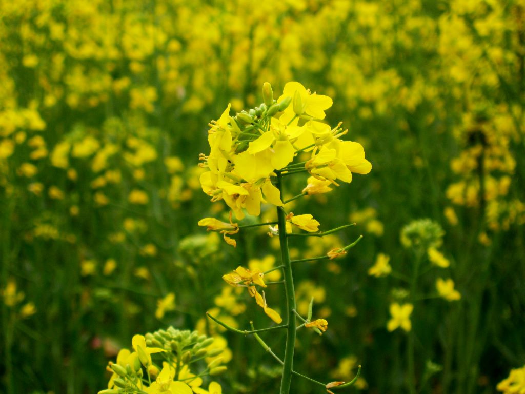 Dhara Mustard Hybrid-11, otherwise known as DMH - 11, is a genetically modified hybrid variety of the mustard species Brassica juncea.
