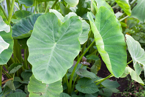 To reduce cholesterol eat taro root leaves; other benefits too
