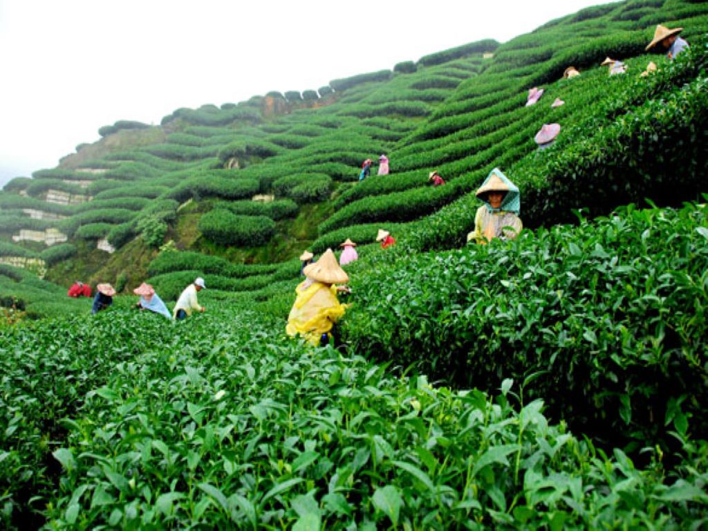 Tea estate in Assam may start growing rubber as well