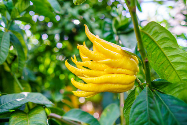 Health benefits of Buddha’s hand lemon fruit