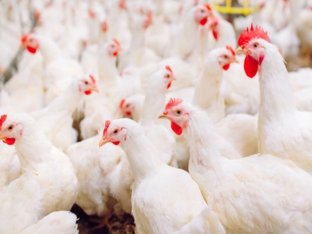 Karnataka govt issues circular exempting use of agricultural land for poultry farming