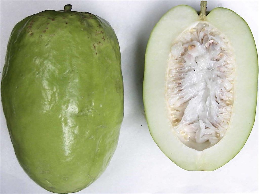 Giant Grandilla: also known as Badea and Giant tumbo, is the largest fruit of the passionfruit family.