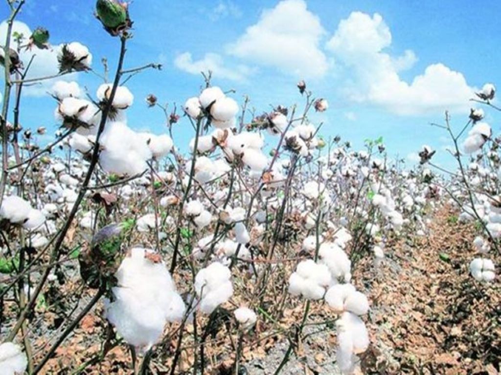 Need good quality cotton seeds to boost productivity: Piyush Goyal