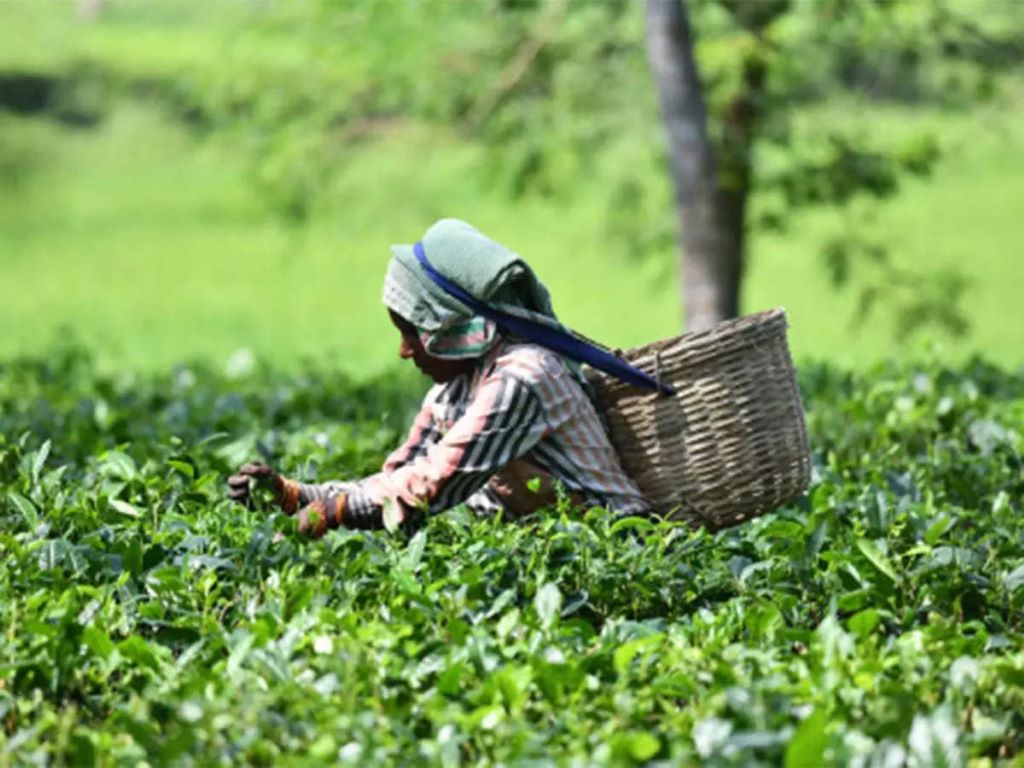 Russia buys tea from India with low price