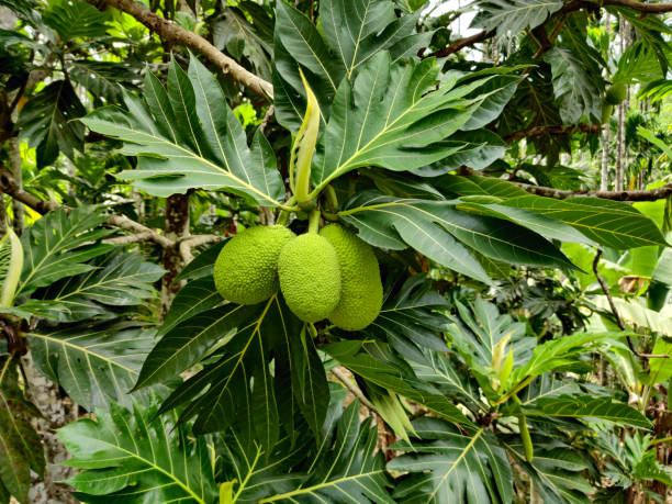 Farming methods of Breadfruit
