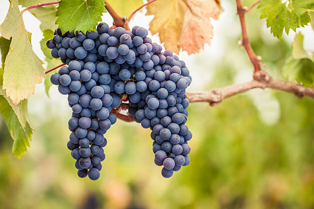 Are red grapes or green grapes better for health?
