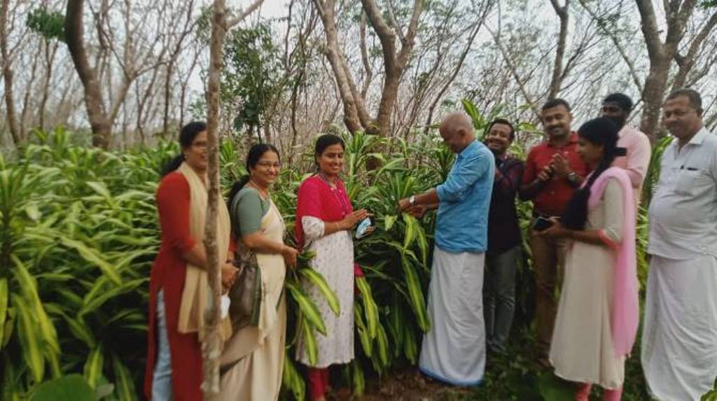 Mangattidam with massangeana cultivation; Hope in export