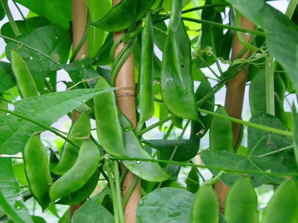 Amara payyaru (Dolichos Beans)