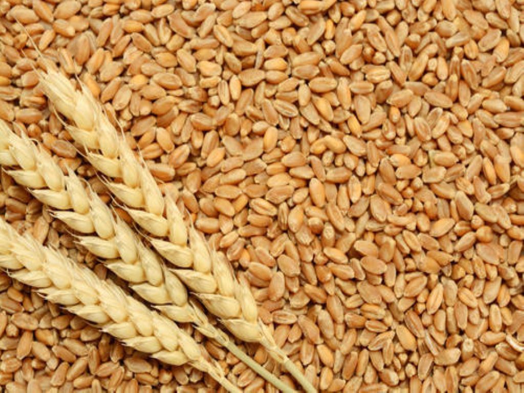 Wheat: India's state stock halves from a year ago