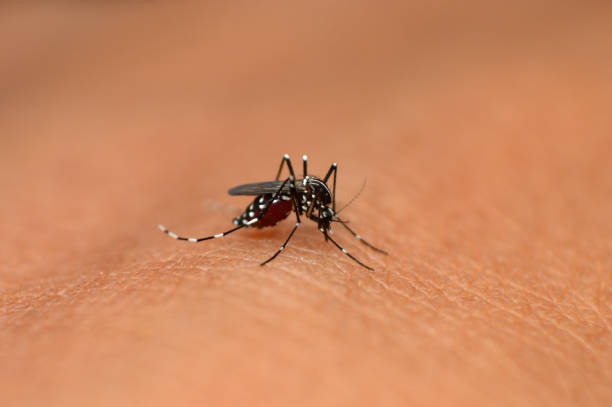 Dengue fever: special alert in 7 districts in kerala
