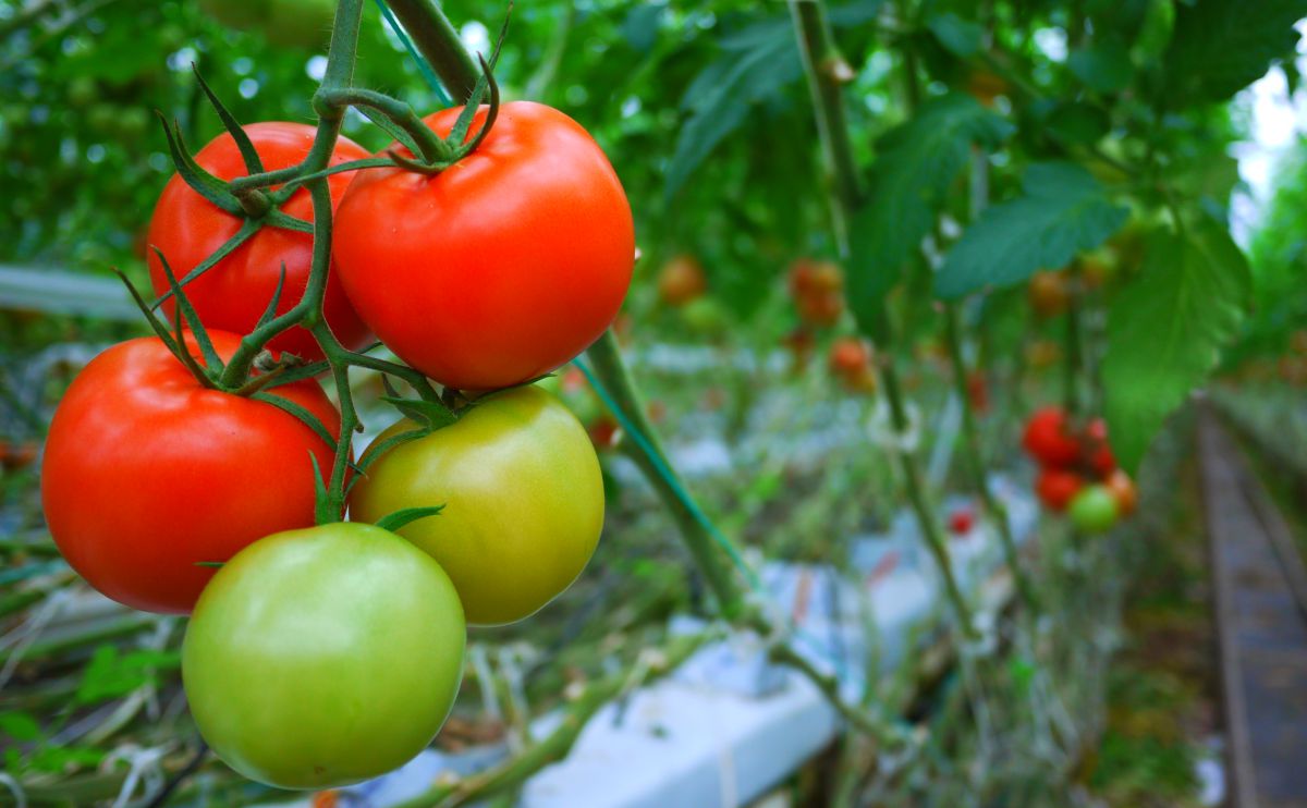 how to plant tomatos