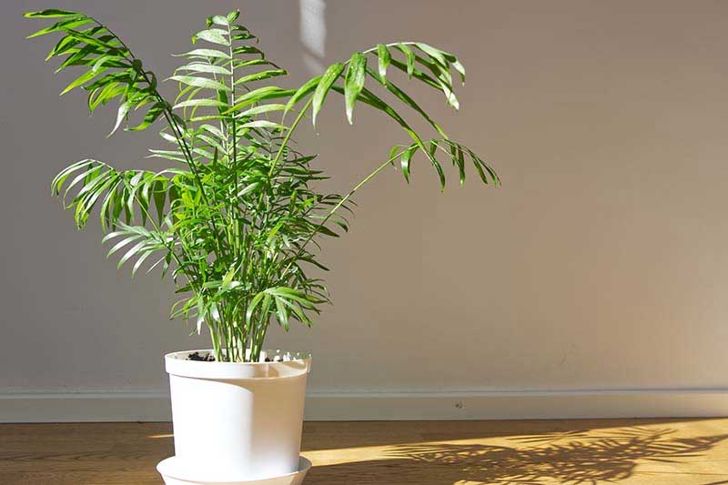 Parlour palm can be grown to purify the air