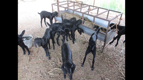 goat enclosure