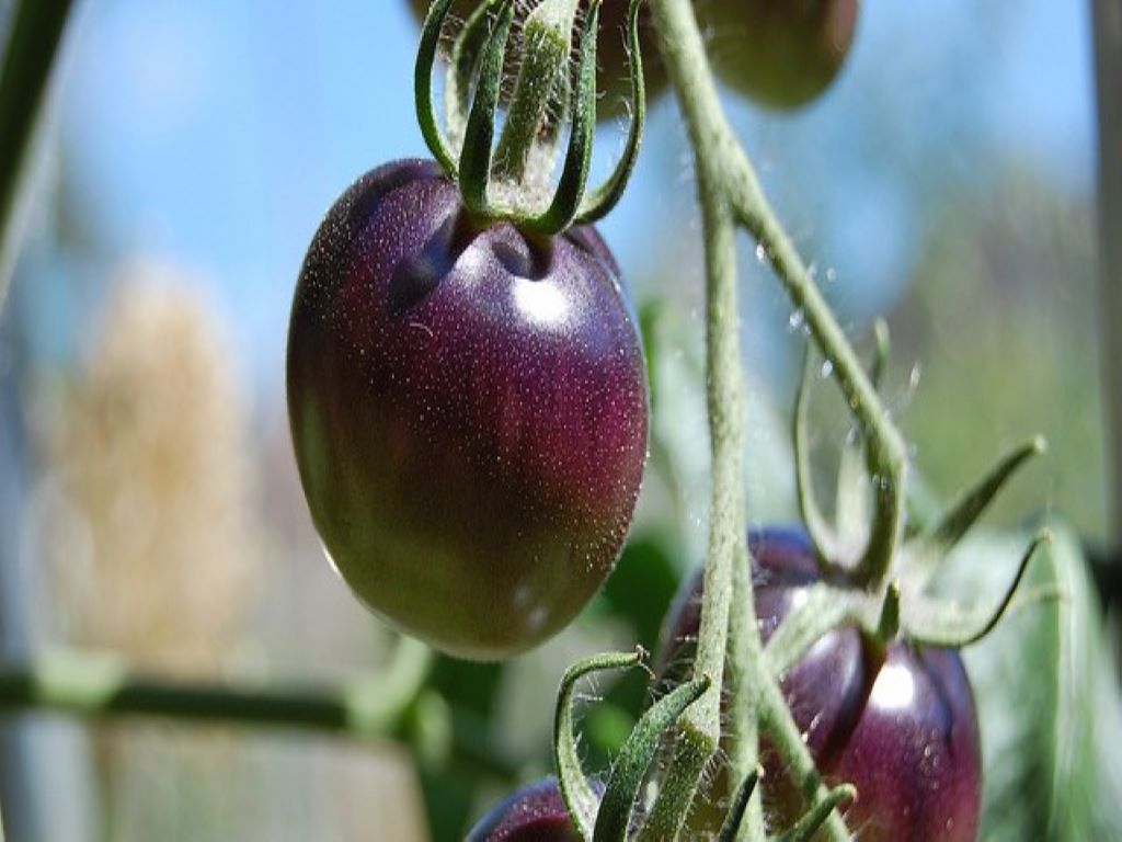 Purple Tomato is the First Genetically modified Plant to be Deregulated Through USDA's New Regulatory Status Review