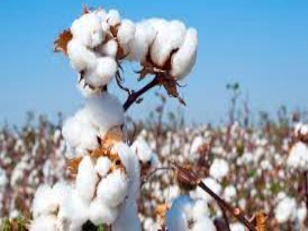 India's cotton exports stops as farmers delaying the sales of Cotton