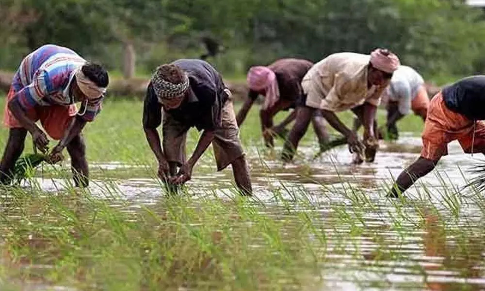 Kulathur is trying to cultivate their own rice crops and named as 'Kulathur Rice'