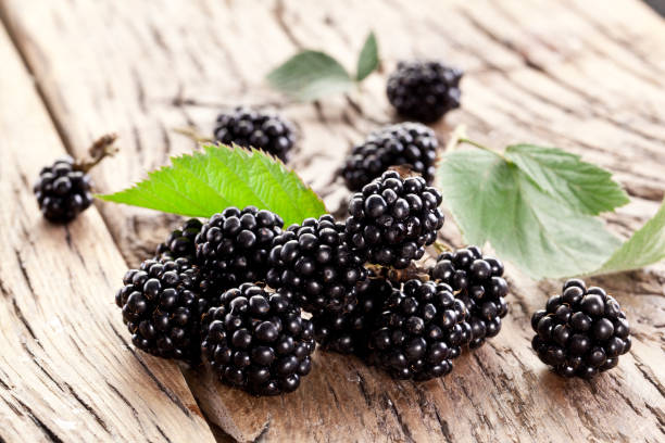 Blackberry can be consumed to prevent aging