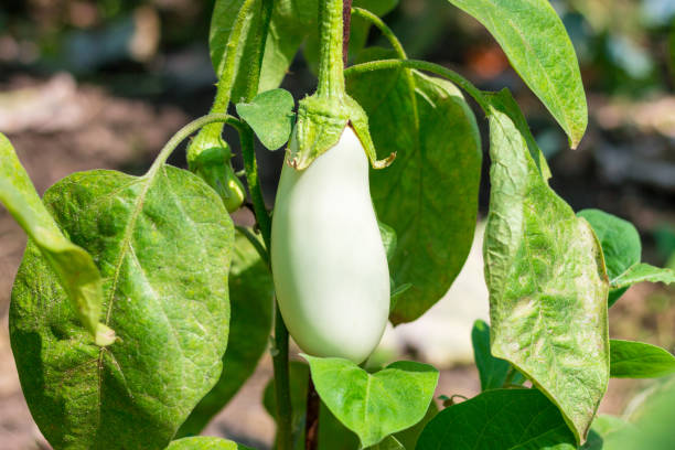 White eggplant: how to grow it in pots