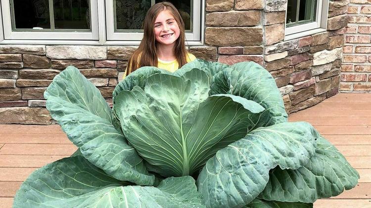 giant cabbage