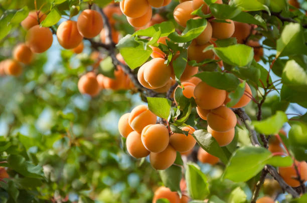 Farming methods of apricot