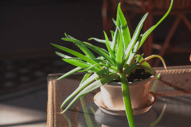 Aloe vera can be used to replace dandruff and grow thick hair