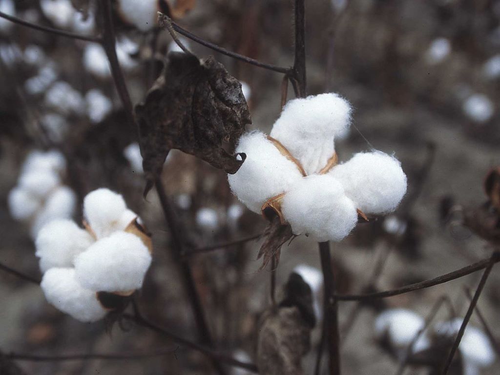 India's Cotton Import, trade body asks duty- free import