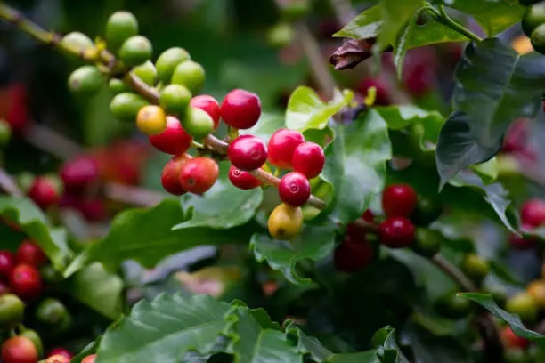 How to Grow Coffee; Methods of care