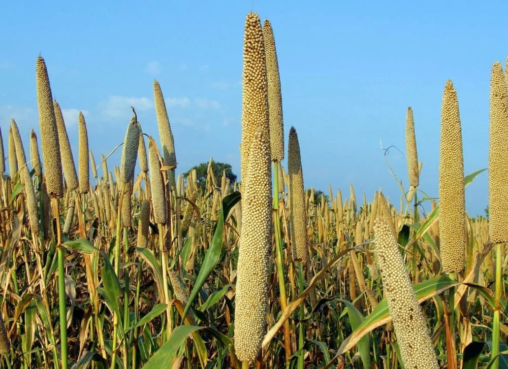 Pearl millet is the most widely grown type of millet.