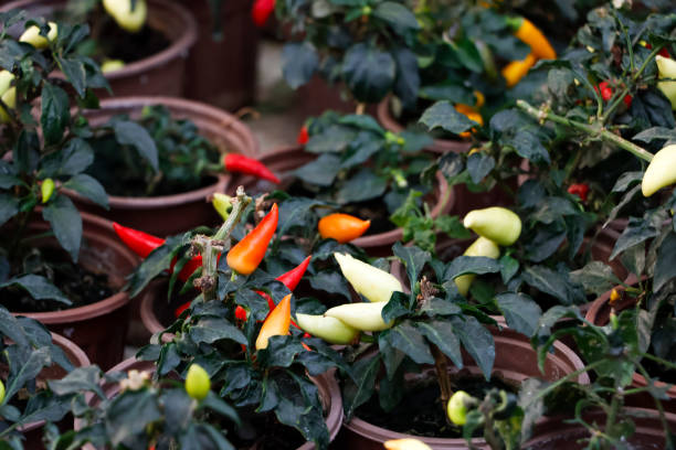 Chili plants can be grown in pots; farming methods