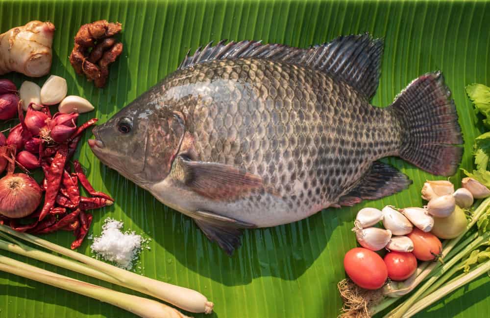 Health benefits of eating Tilapia Fish