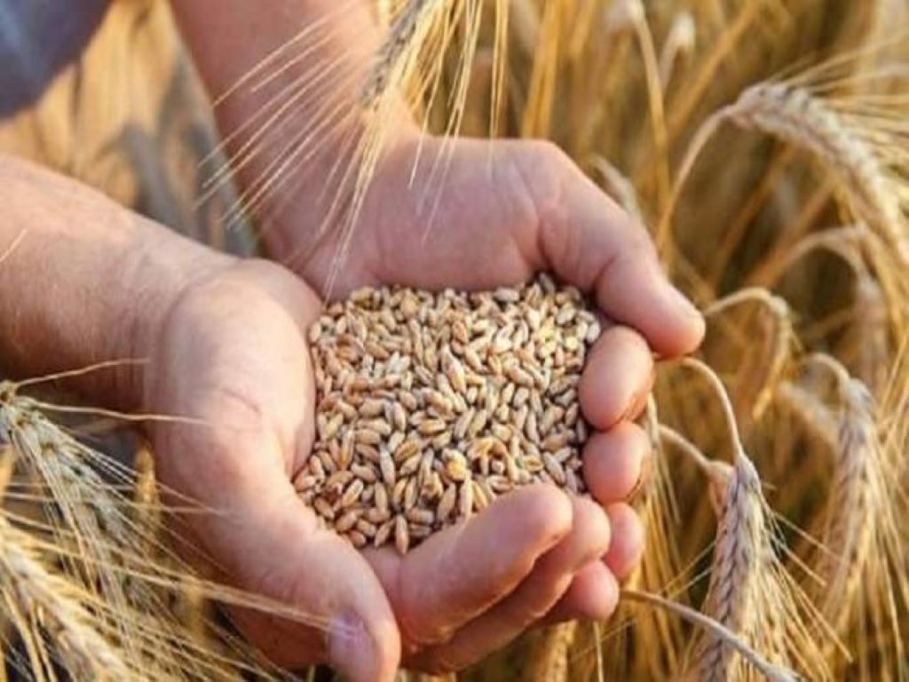 Delhi Wheat price touched high price