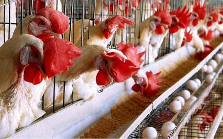 poultry ban
