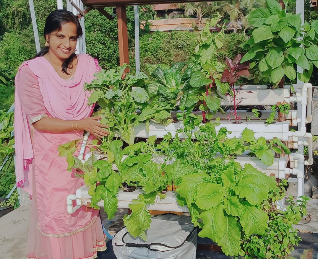 Roopa Jos's terrace farming: Hydroponics Unit used to grow Chinese cabbage, Kale, Palak, Bok choi, Celery, Parsley, Italian Basil etc