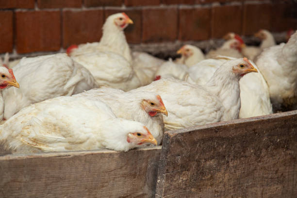 Bird flu: What to know and what to take care