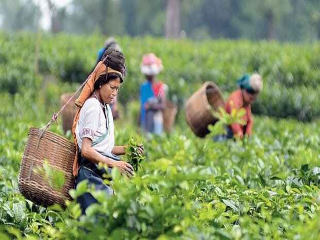 200 years of glory of Assam's tea plantation