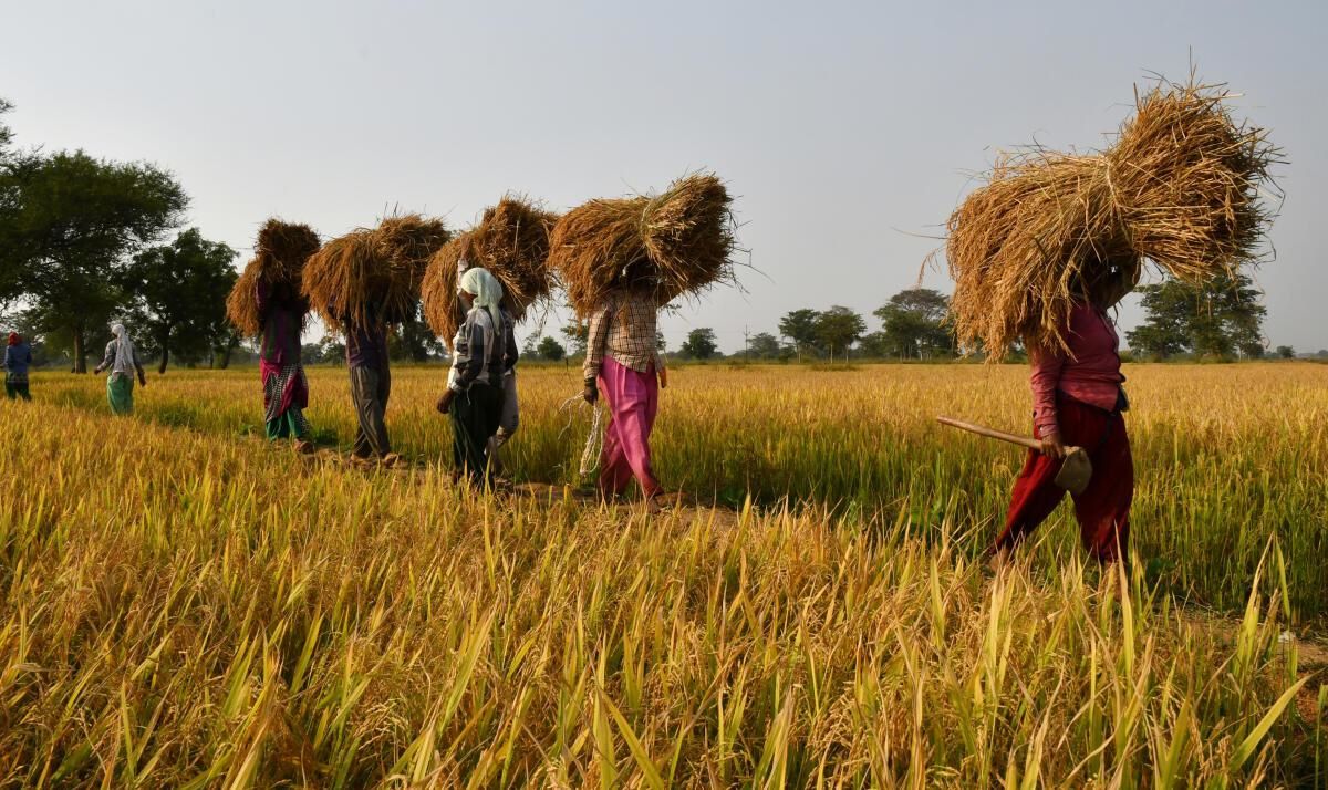 In 2021-22 season, Centre's Wheat and Paddy Procurement has increased drastically