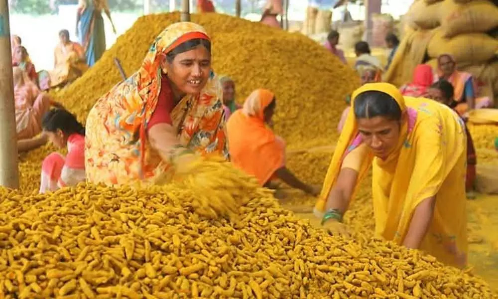 Turmeric price has dropped in Telangana, Farmers are in distress