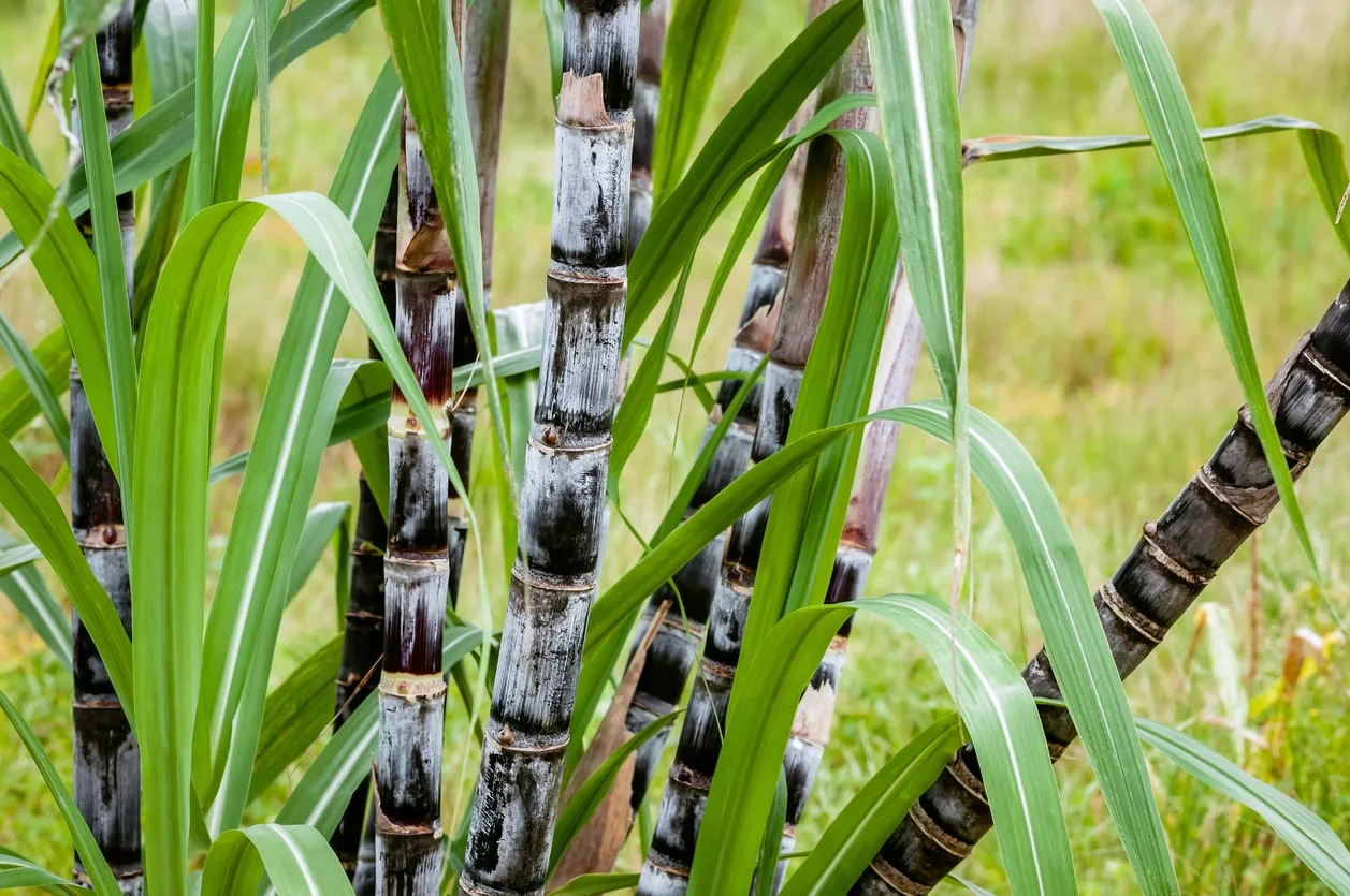 Unpredicted rain affects sugar cane cultivation in India