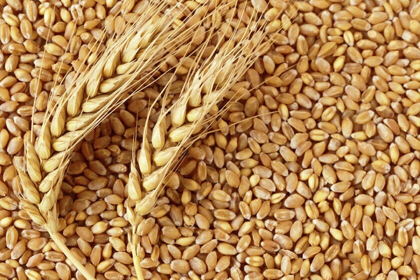 Food Corporation of India's first tender, flour millers purchased wheat in lowest MSP of 42%